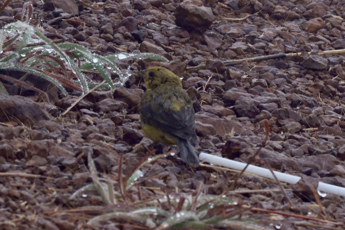 Stripe-tailed Yellow-Finch - ML640697268