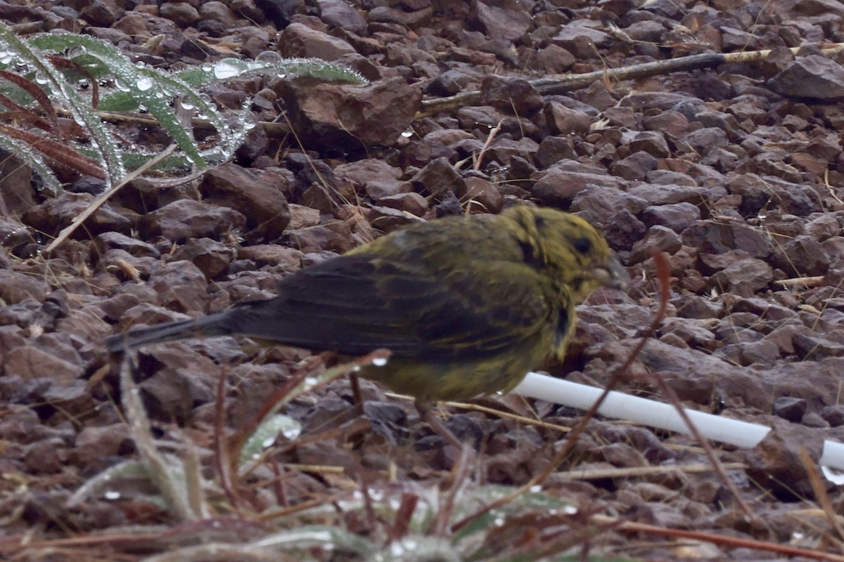 Stripe-tailed Yellow-Finch - ML640697269