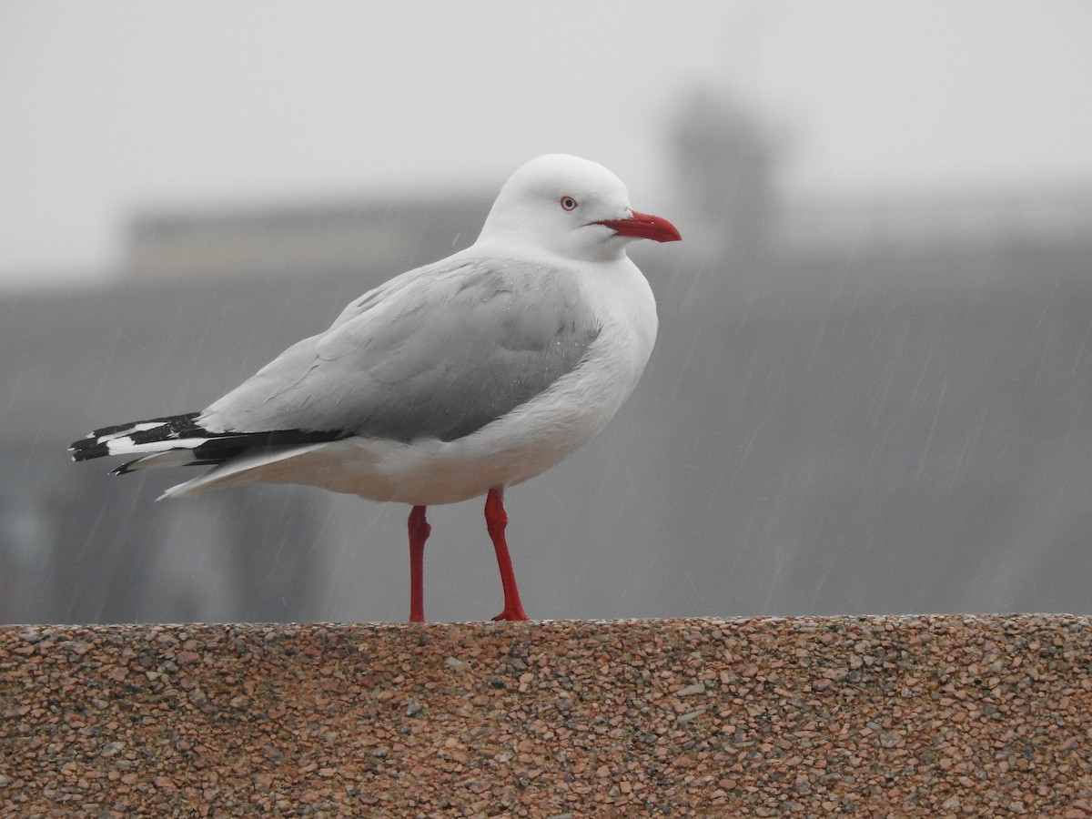 Silver Gull - ML640697277