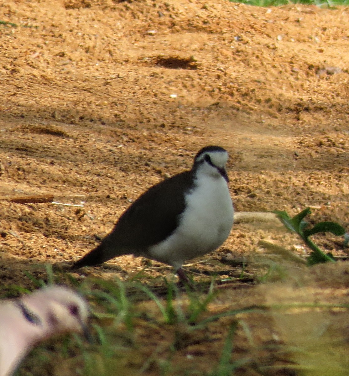 Tambourine Dove - ML640697283
