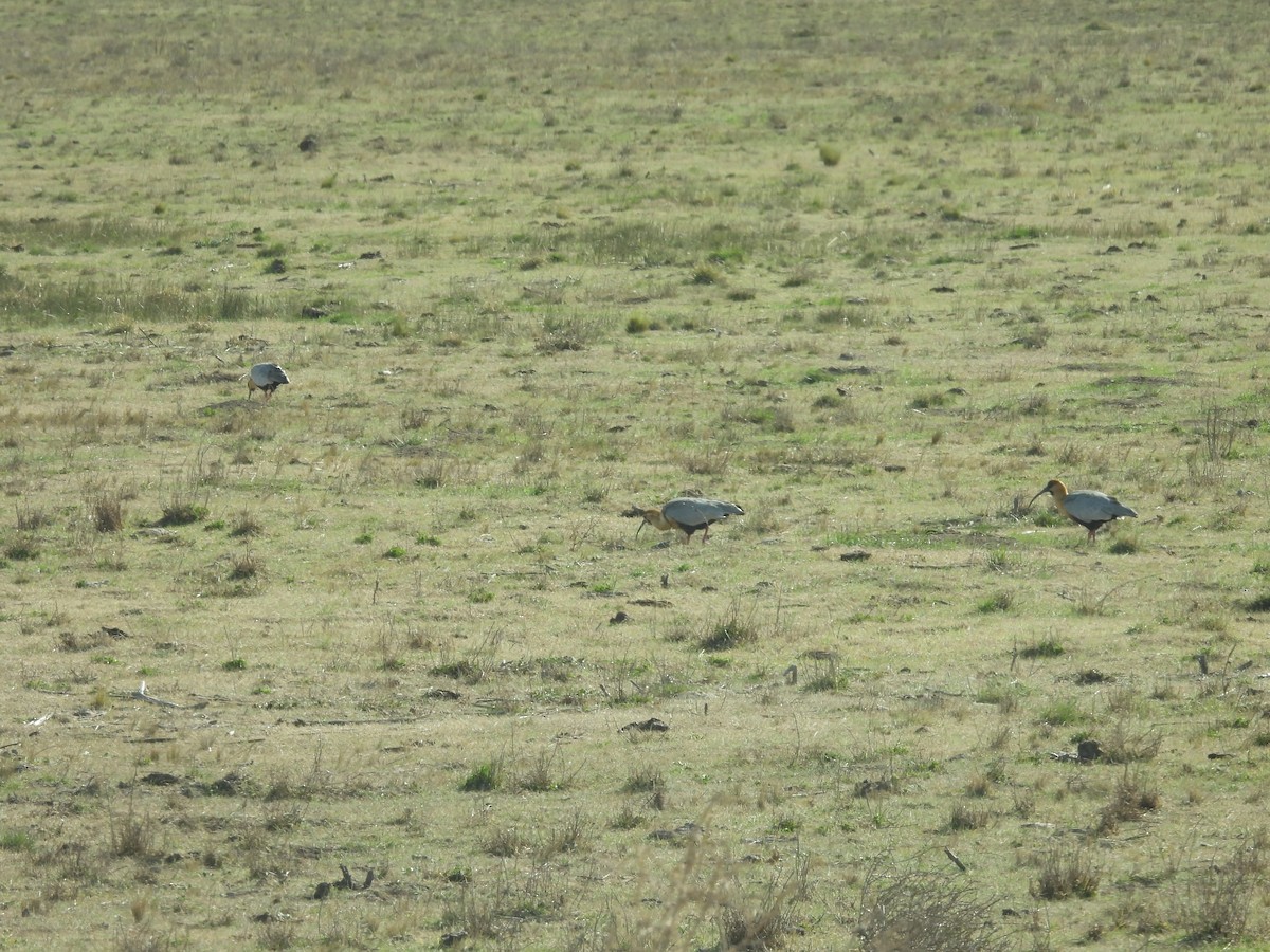 Black-faced Ibis - ML640697285