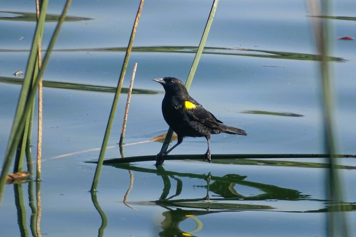 Yellow-winged Blackbird - ML640697304