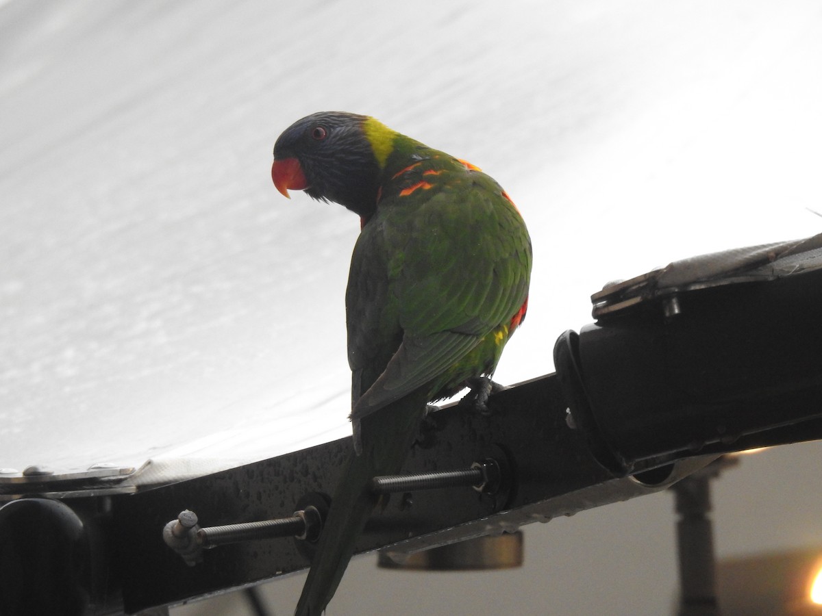 Rainbow Lorikeet - ML640697308