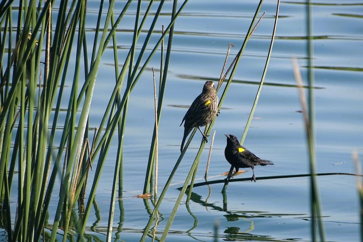 Yellow-winged Blackbird - ML640697312