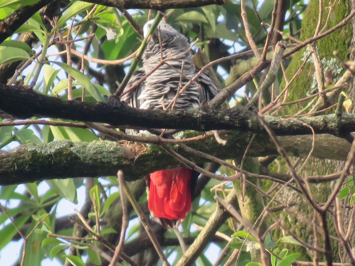 Gray Parrot - ML640697338
