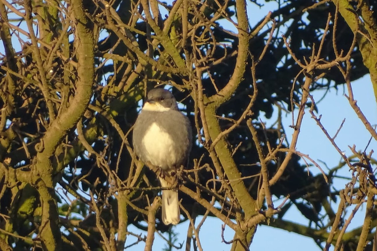 Diuca Finch - ML640697349