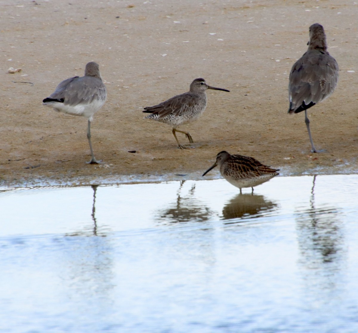 Short-billed Dowitcher - ML640697353