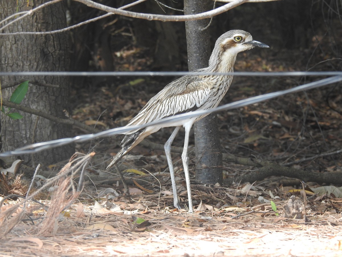 Bush Thick-knee - ML640697370