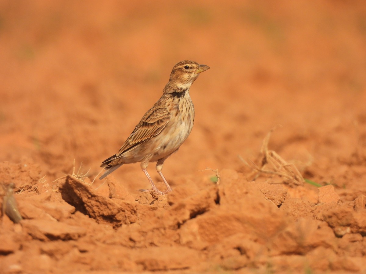 Calandra Lark - ML640697375