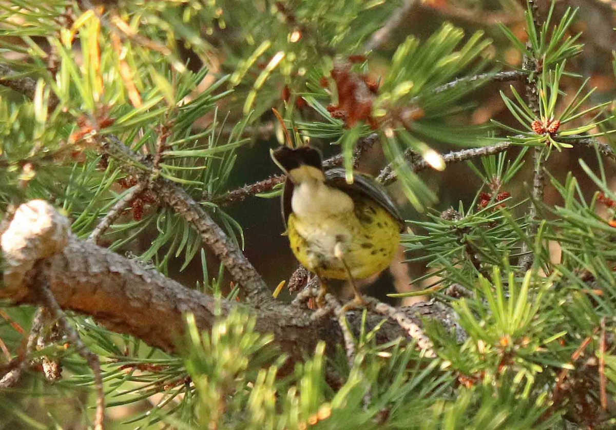Magnolia Warbler - ML640697382