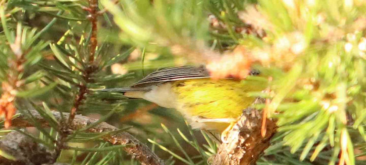 Magnolia Warbler - ML640697396