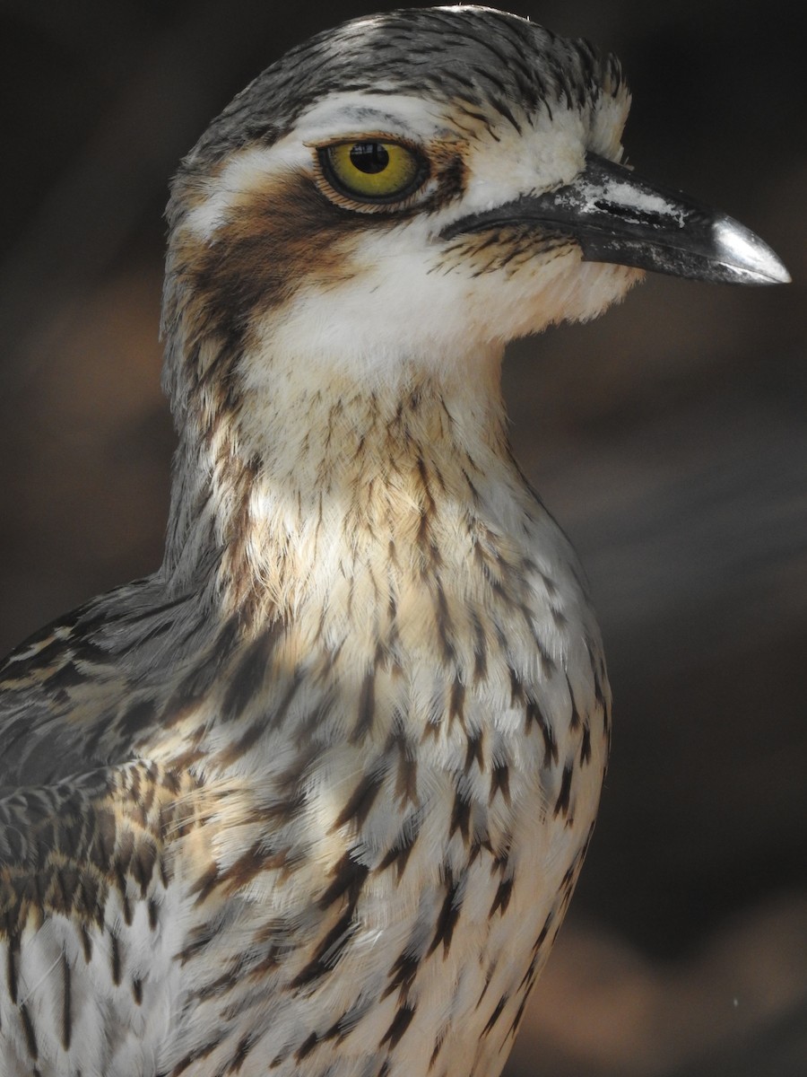 Bush Thick-knee - ML640697404