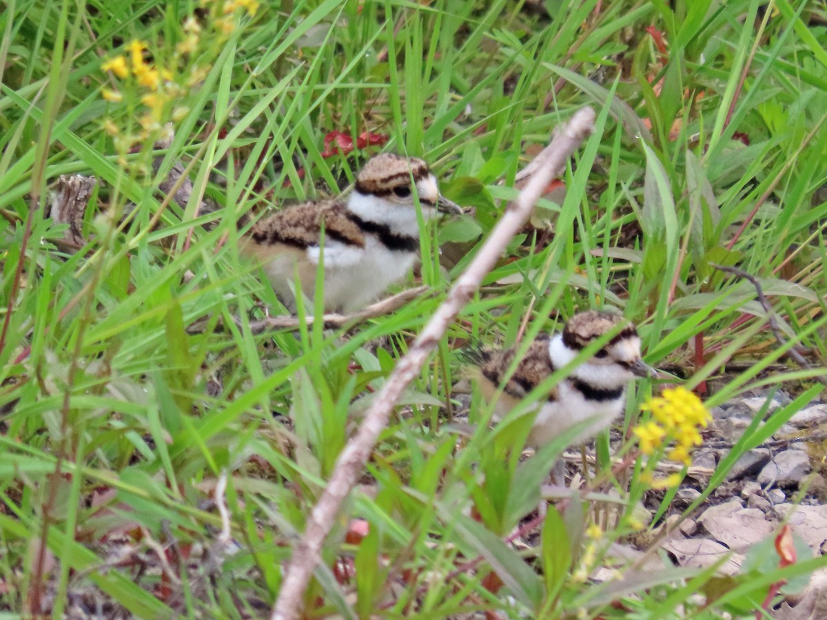 Killdeer - ML640697408