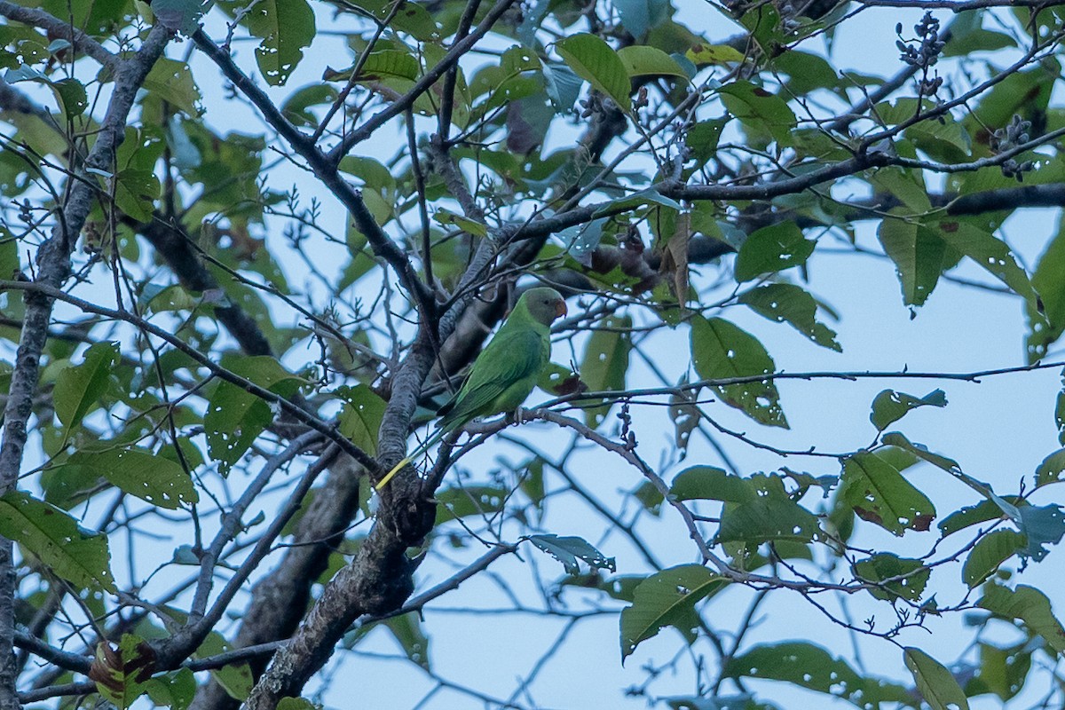 Slaty-headed Parakeet - ML640697433