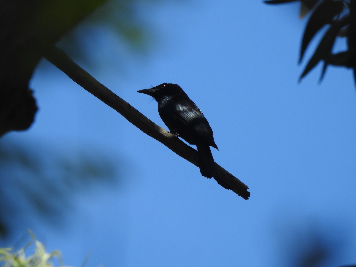 Spangled Drongo - ML640697450