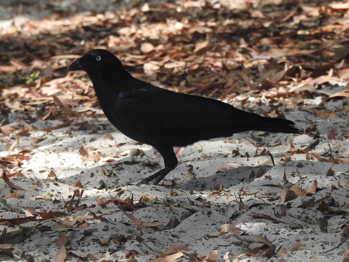 Torresian Crow - ML640697473