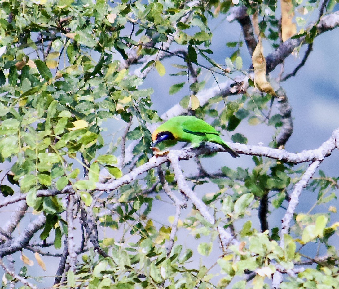Golden-fronted Leafbird - ML640697487