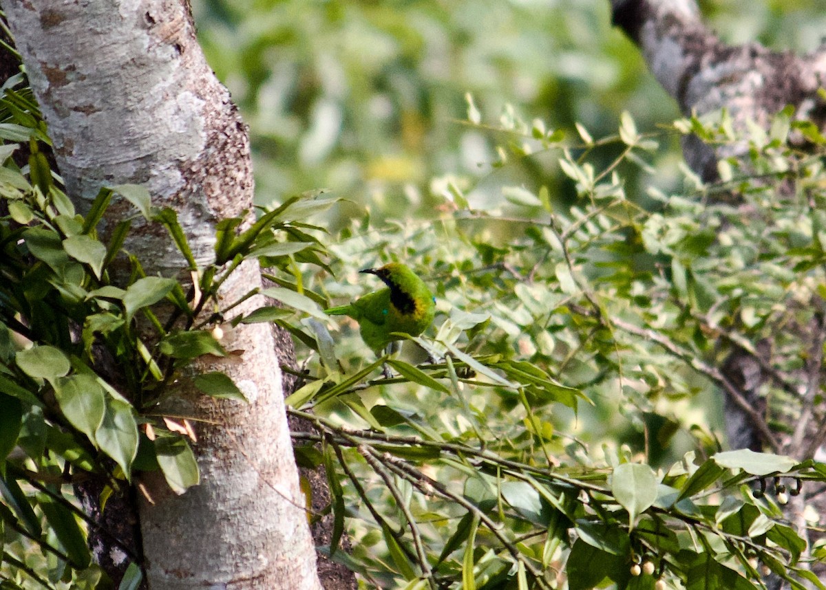 Golden-fronted Leafbird - ML640697489