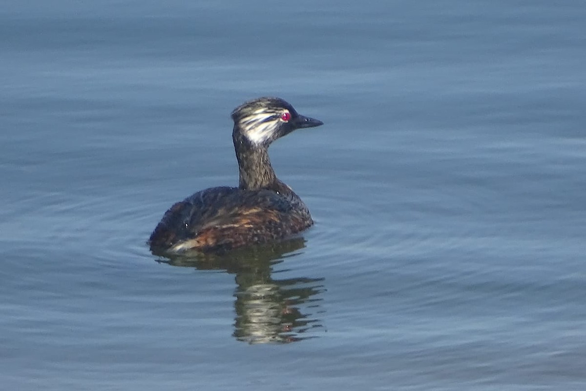 White-tufted Grebe - ML640697562