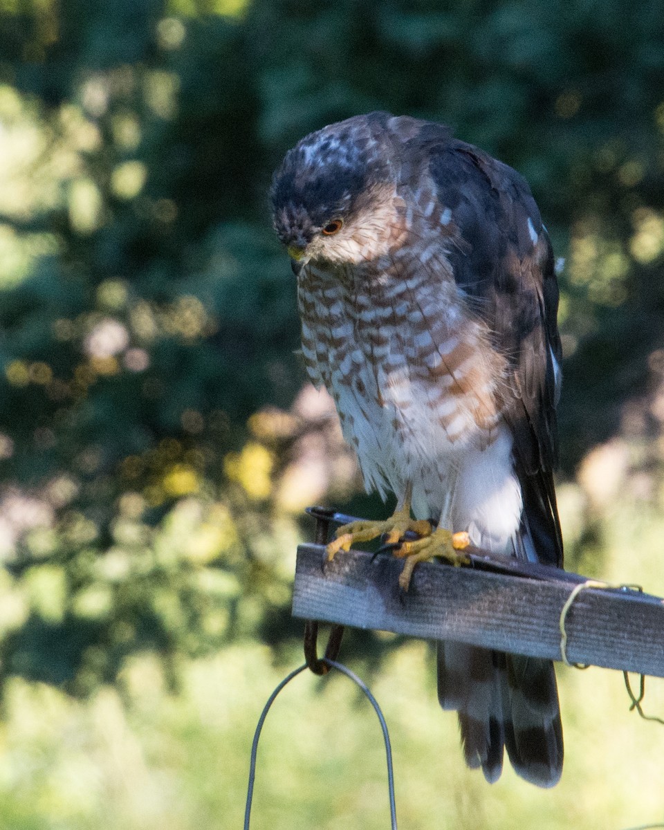 Sharp-shinned Hawk (Northern) - ML640697564