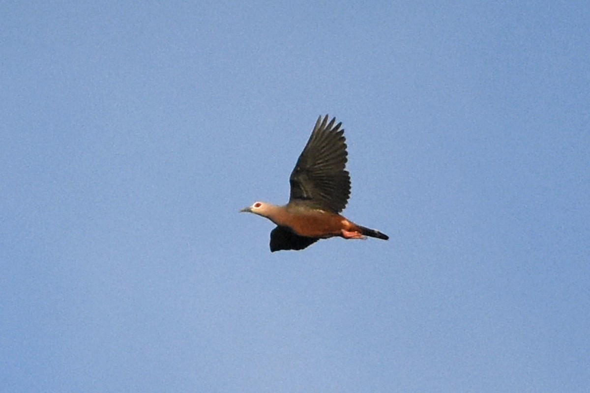 Pinon's Imperial-Pigeon - ML640697617
