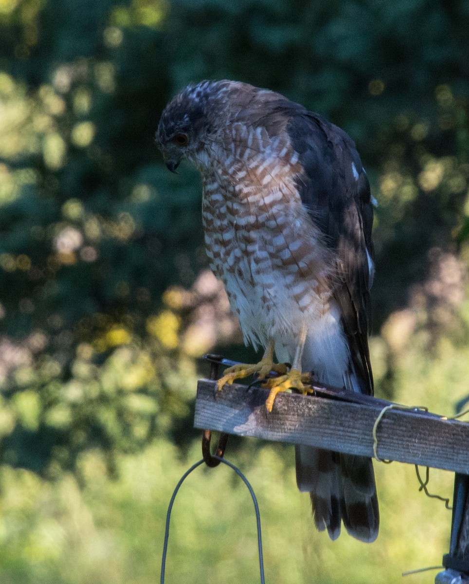Sharp-shinned Hawk (Northern) - ML640697627