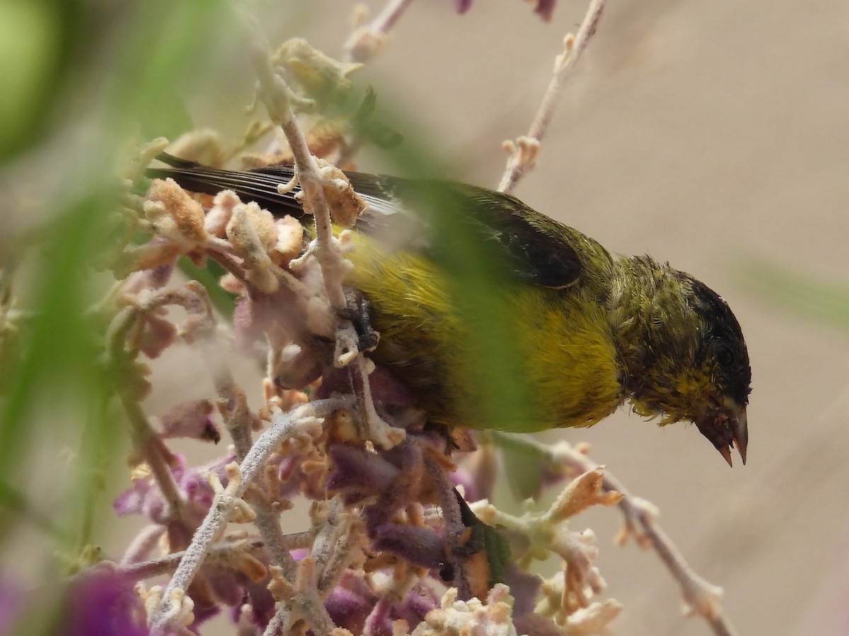 Lesser Goldfinch - ML640697661