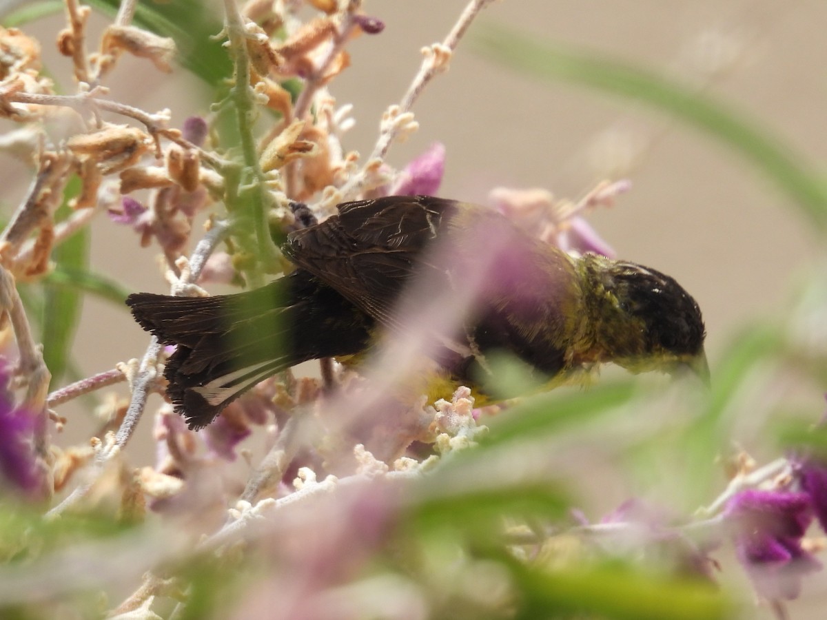 Lesser Goldfinch - ML640697662