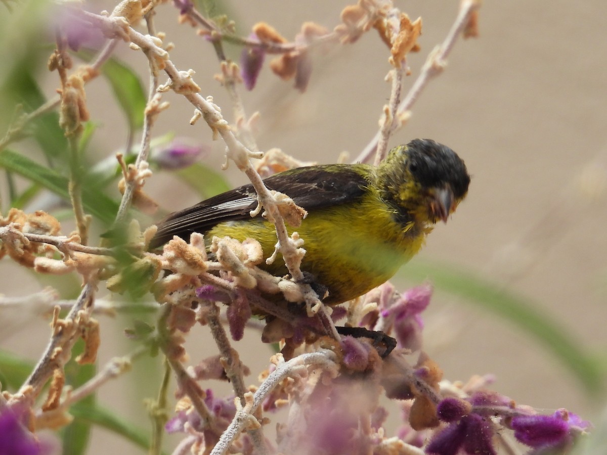 Lesser Goldfinch - ML640697663