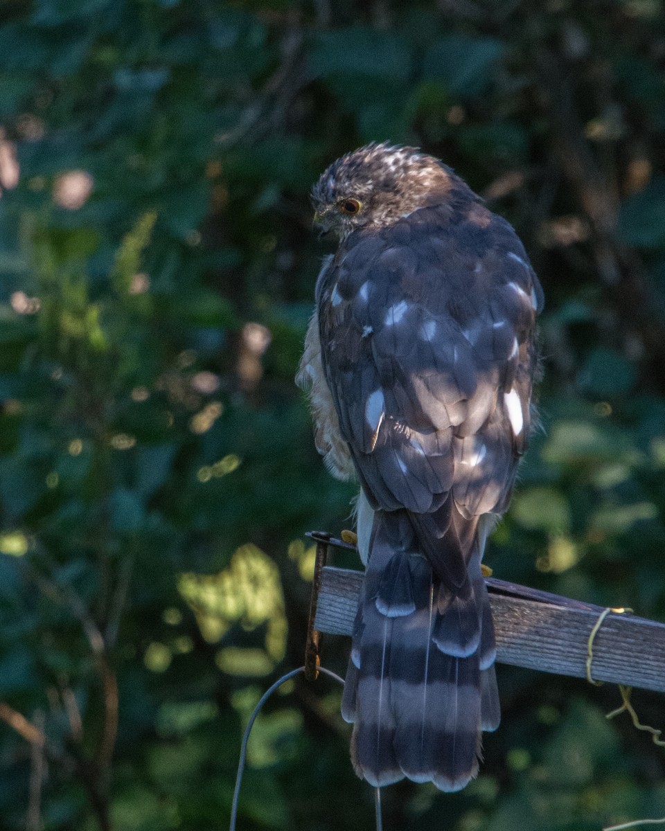 Sharp-shinned Hawk (Northern) - ML640697664