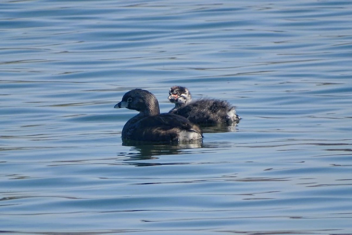 Pied-billed Grebe - ML640697672