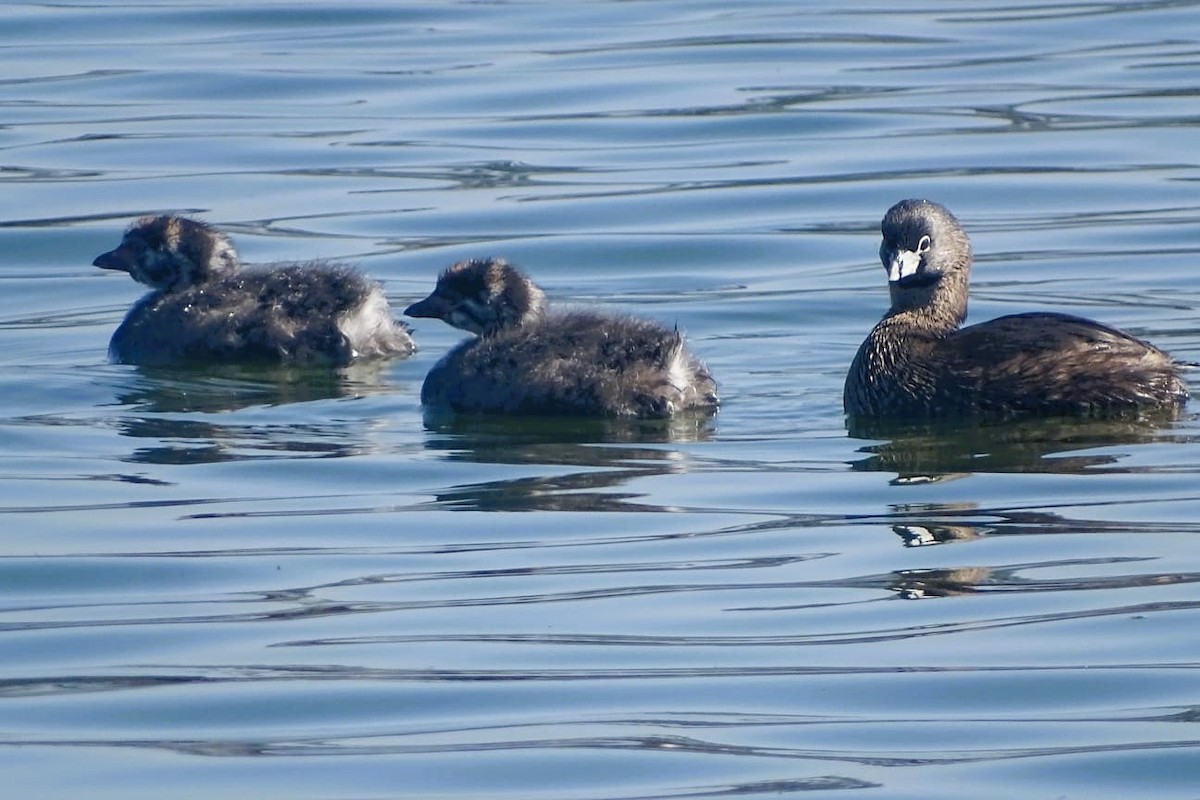 Pied-billed Grebe - ML640697677
