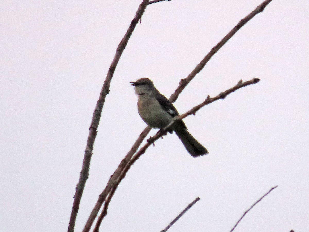 Northern Mockingbird - ML640697748