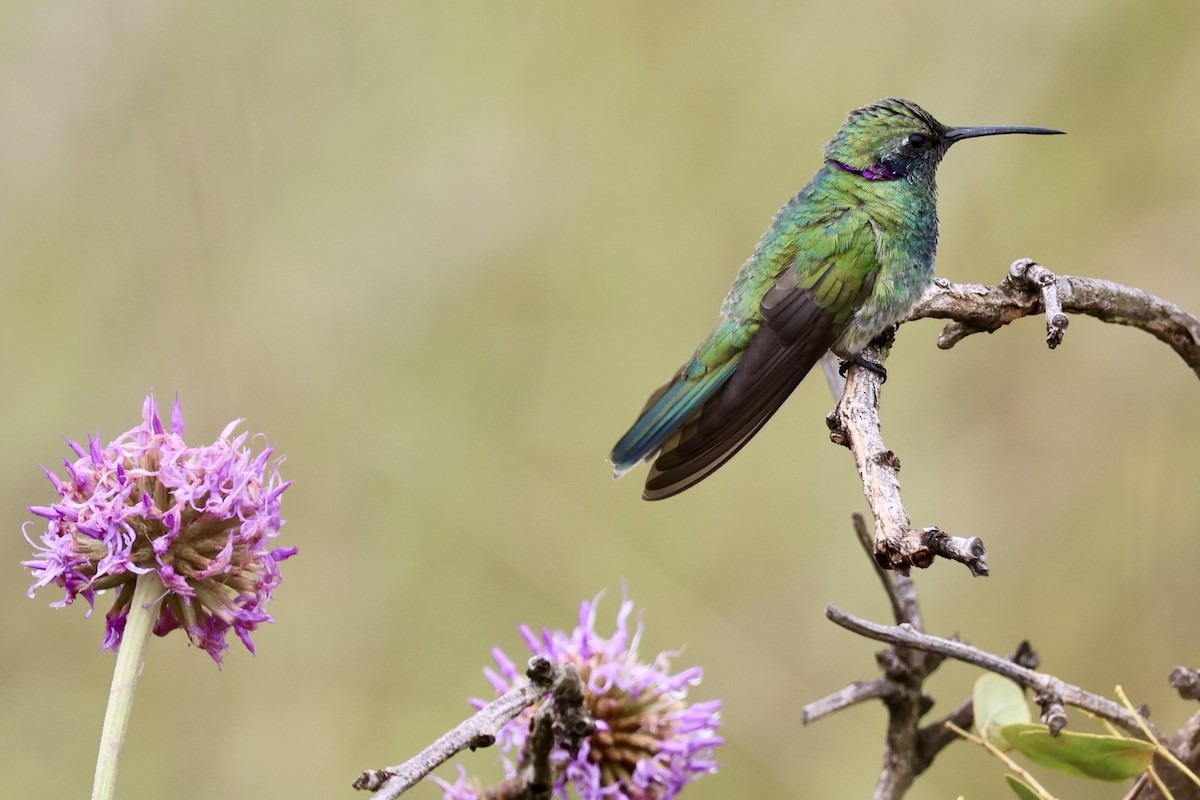 White-vented Violetear - ML640697763