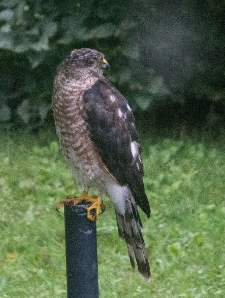 Sharp-shinned Hawk (Northern) - ML640697777