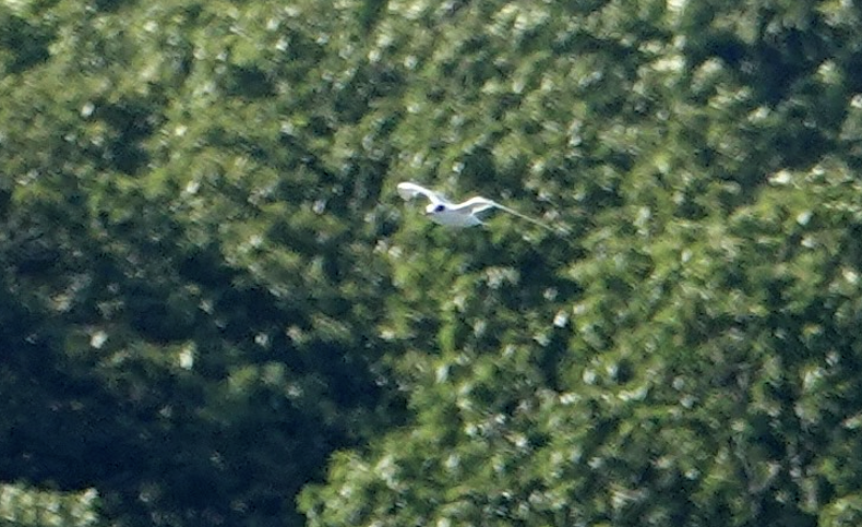 Forster's/Common Tern - ML640697786