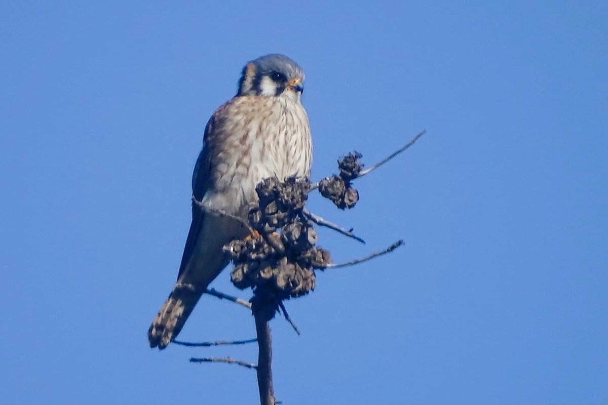 American Kestrel - ML640697788