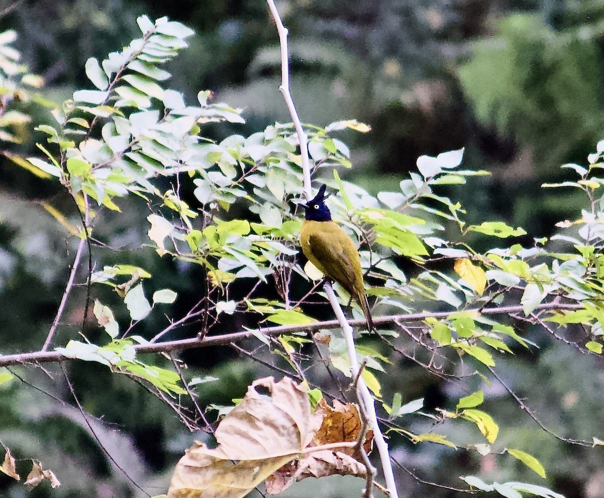 Black-crested Bulbul - ML640697797