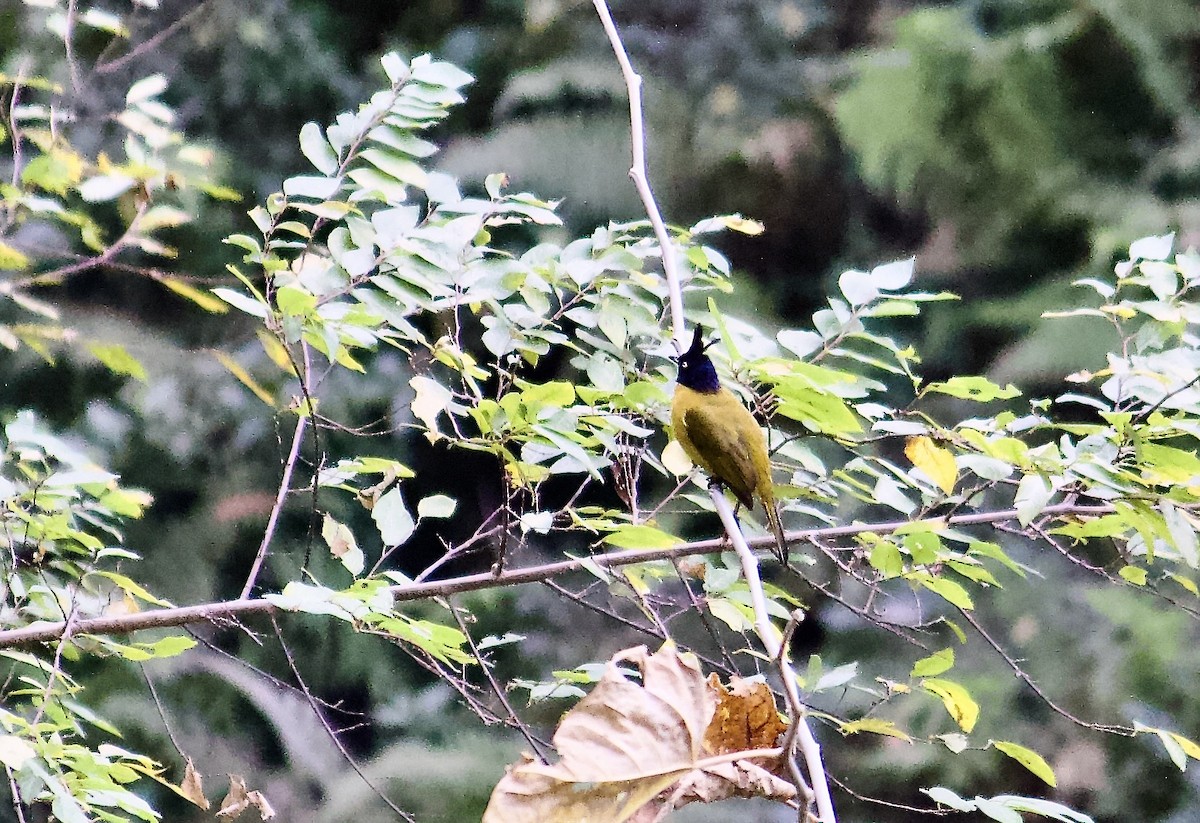 Black-crested Bulbul - ML640697798