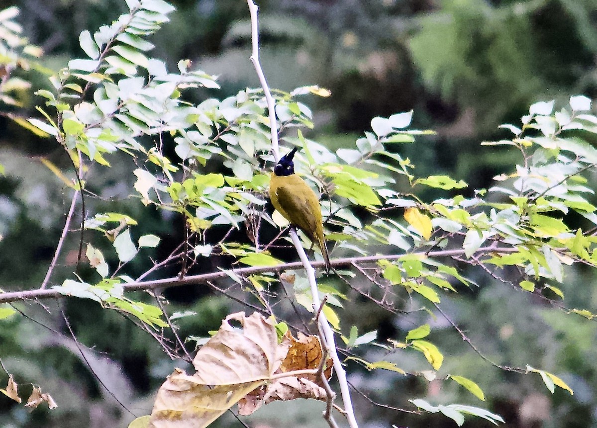 Black-crested Bulbul - ML640697799