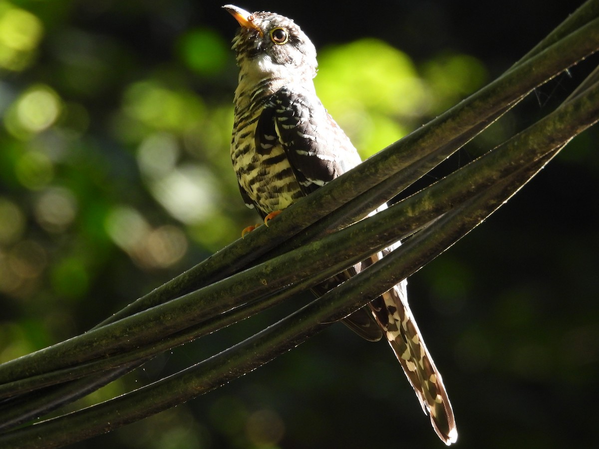 Sunda Cuckoo - ML640697801