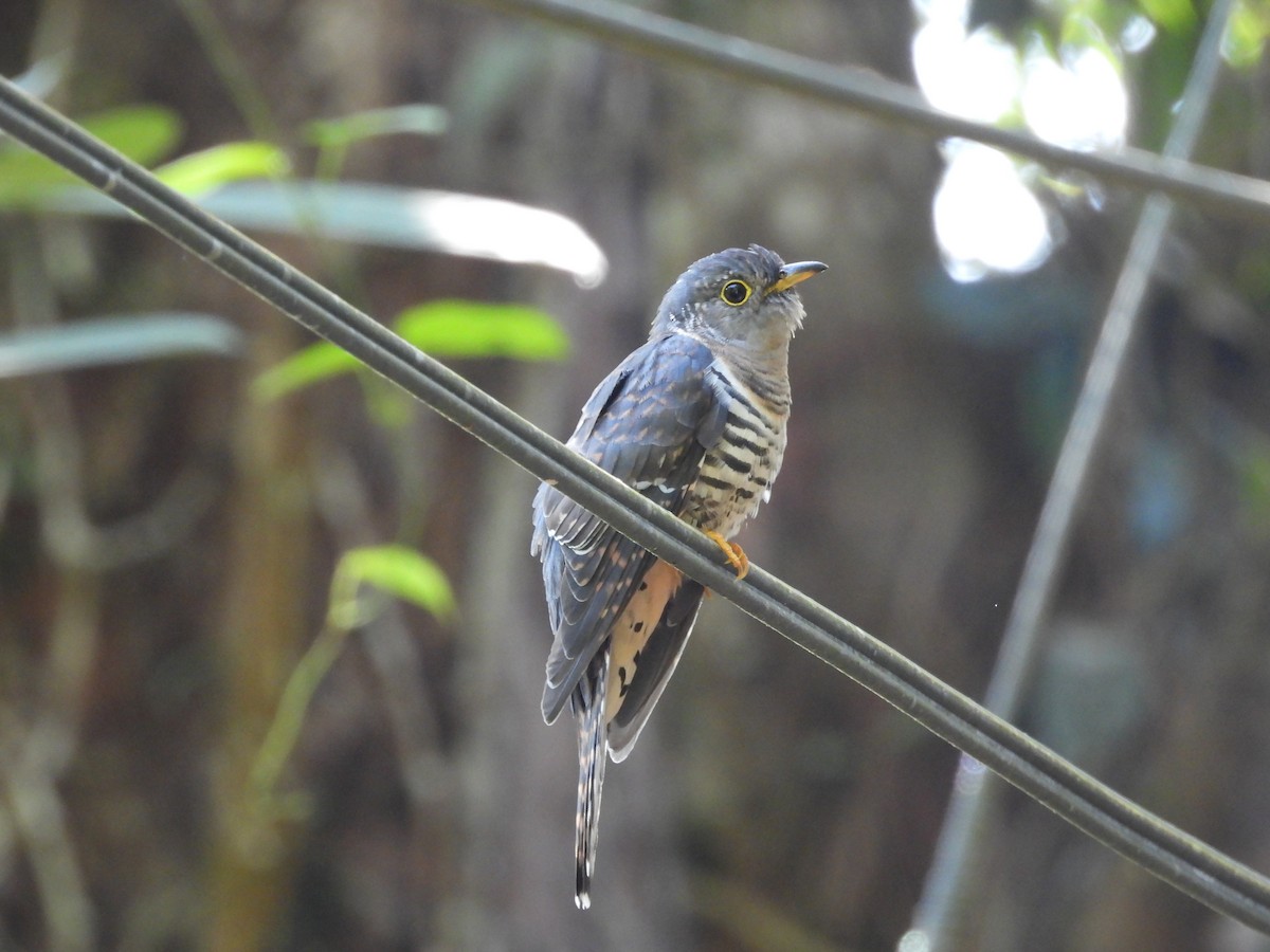 Sunda Cuckoo - ML640697802