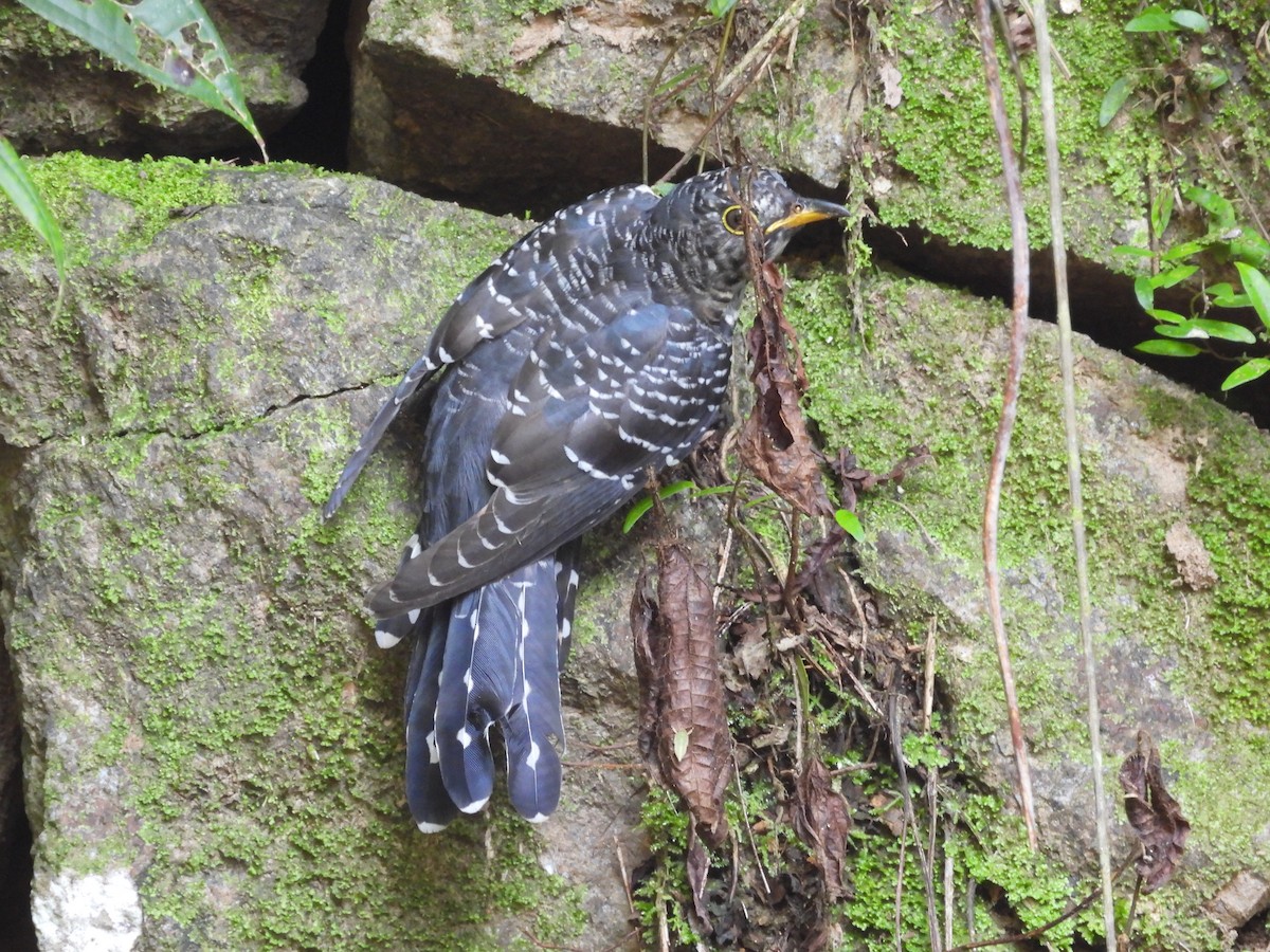 Sunda Cuckoo - ML640697803