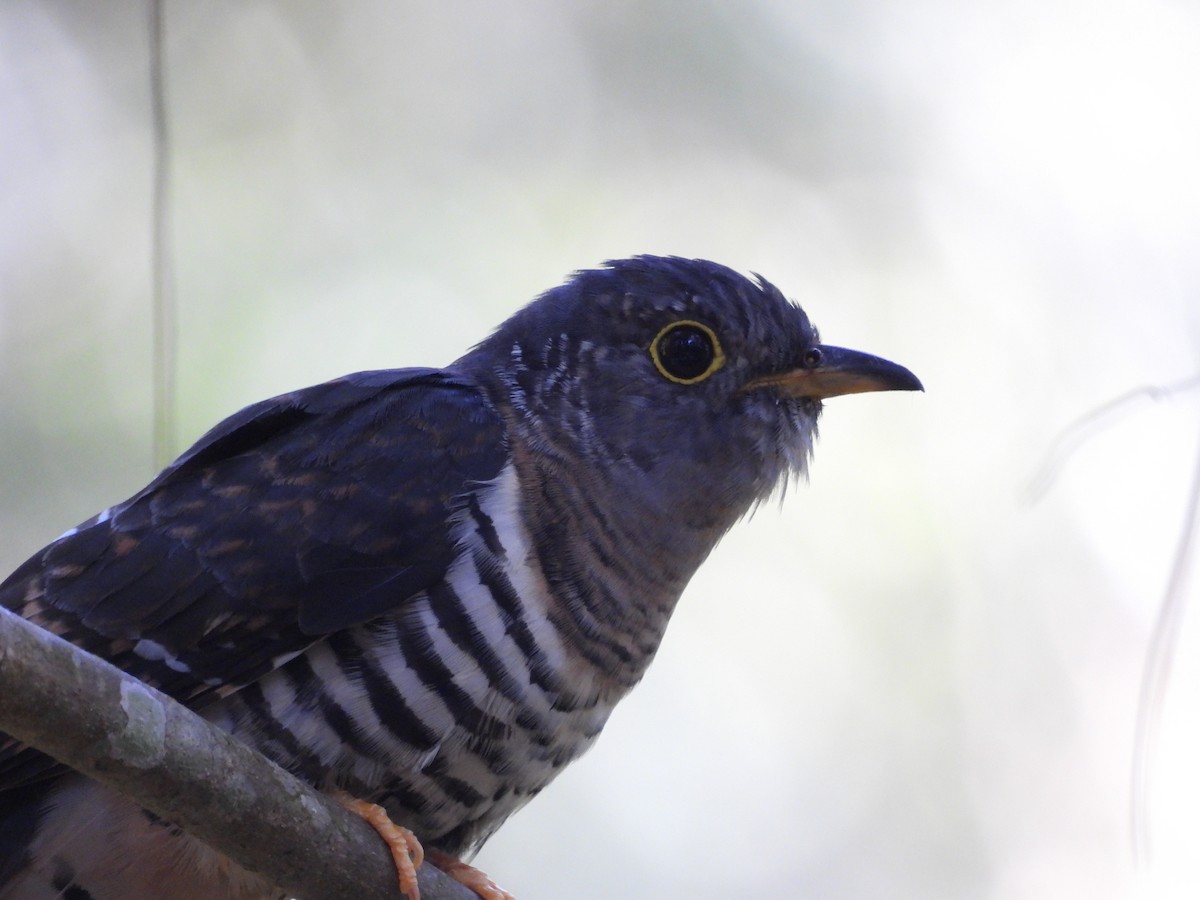 Sunda Cuckoo - ML640697804