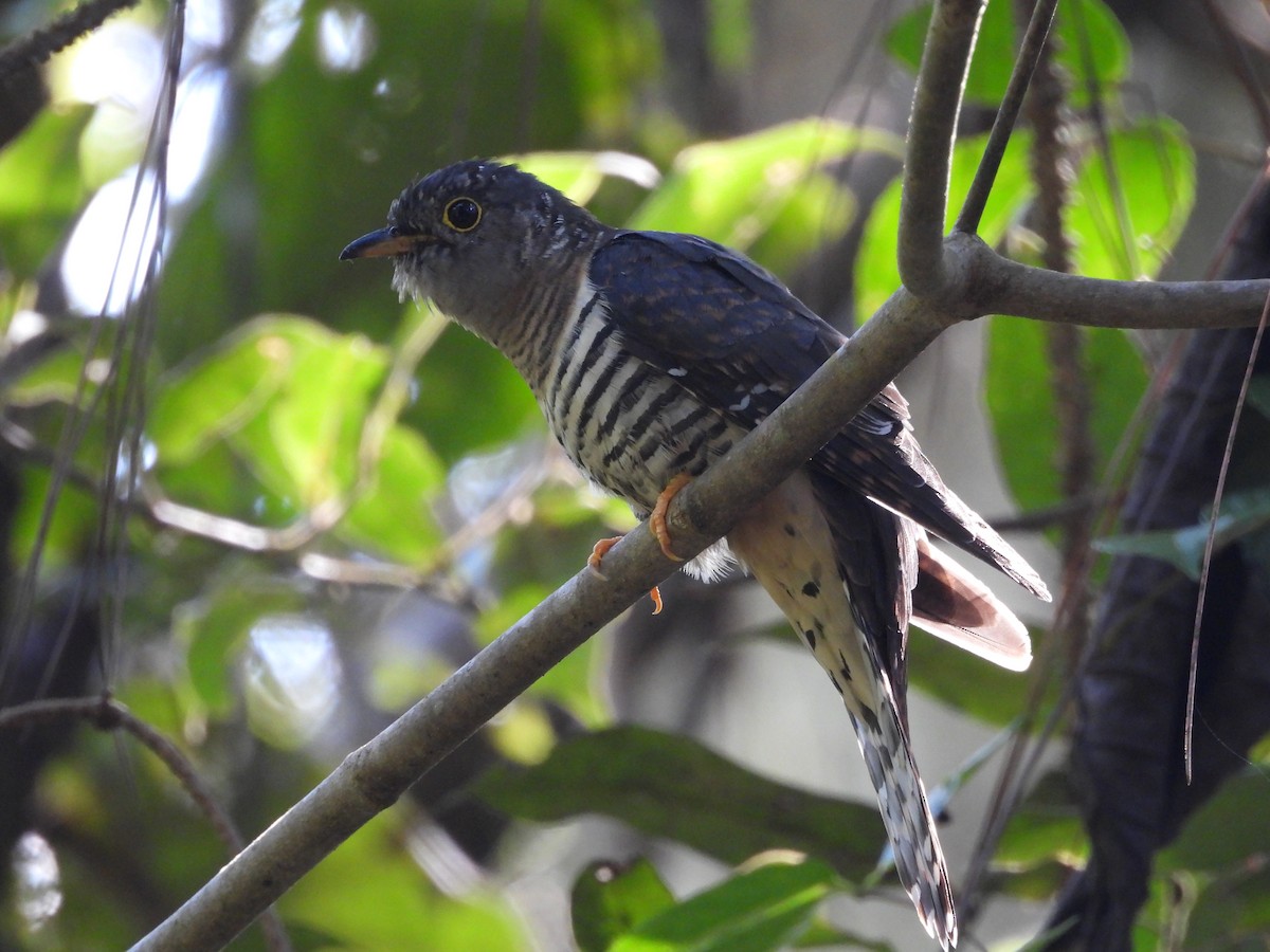 Sunda Cuckoo - ML640697805