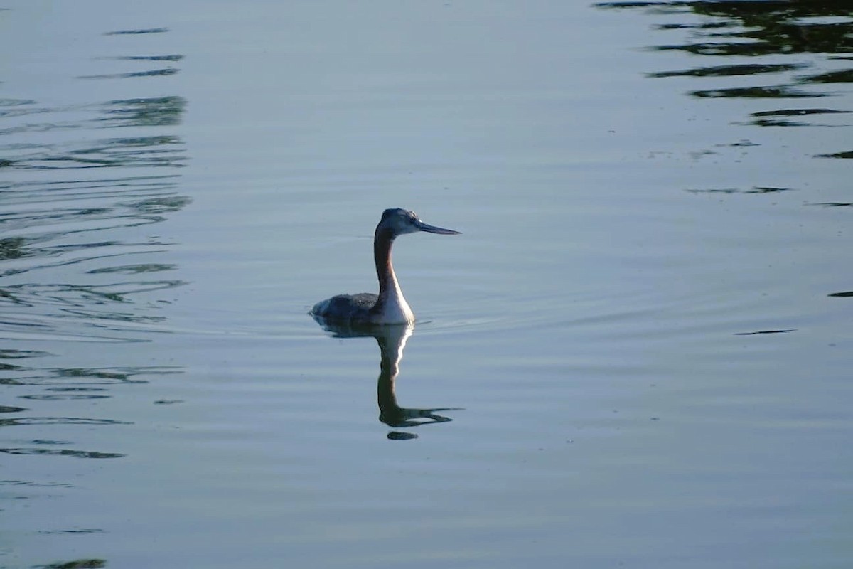 Great Grebe - ML640697806