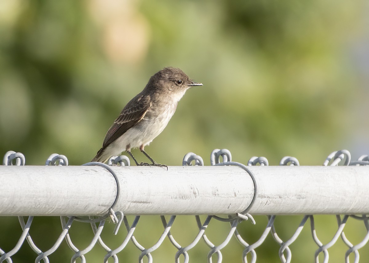 Eastern Phoebe - ML640697811