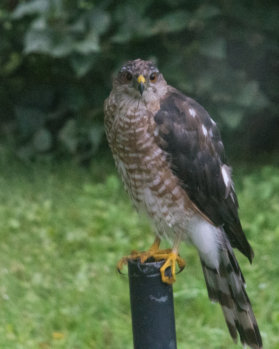 Sharp-shinned Hawk (Northern) - ML640697820