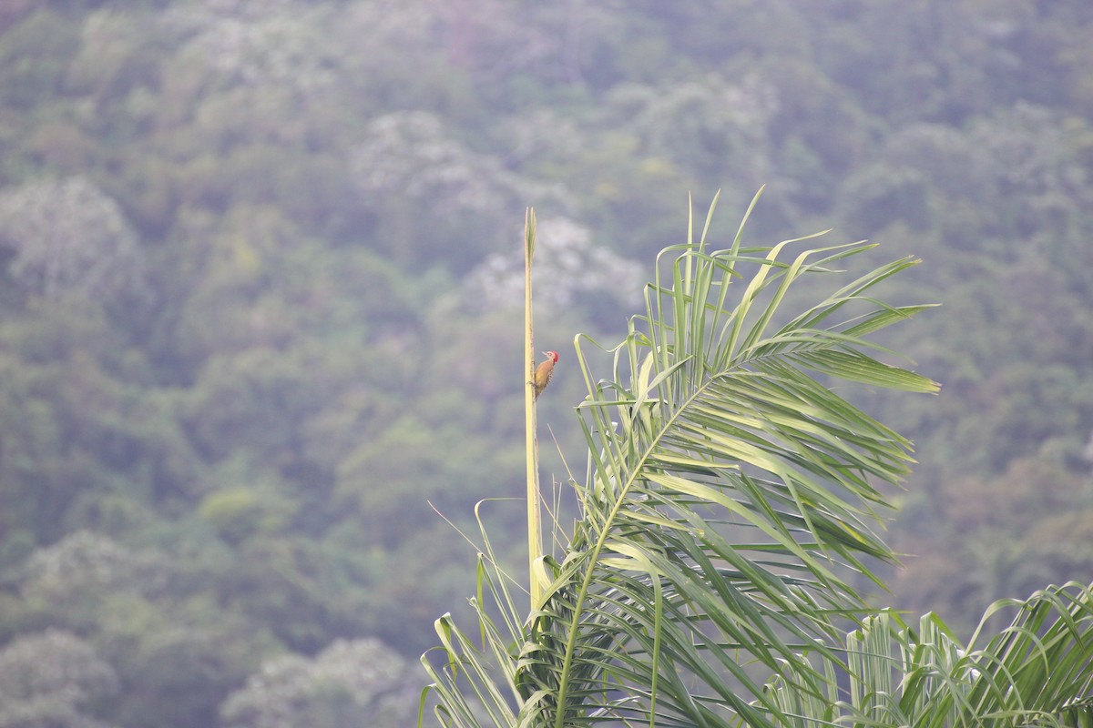 Hispaniolan Woodpecker - ML640697854