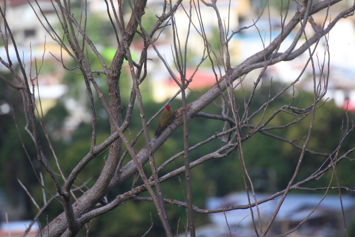 Hispaniolan Woodpecker - ML640697855
